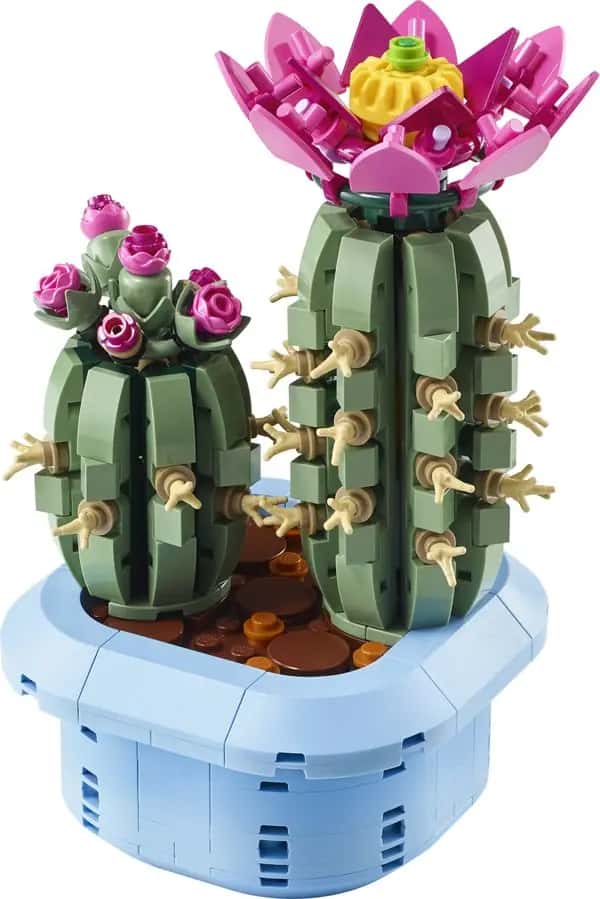 Bloeiende cactus